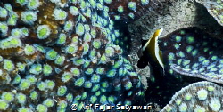 Juvenile of Heniochus varius (Cuvier,1829) by Arif Fajar Setyawan 